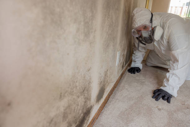 Best Residential Mold Inspection & Testing  in Wanamingo, MN